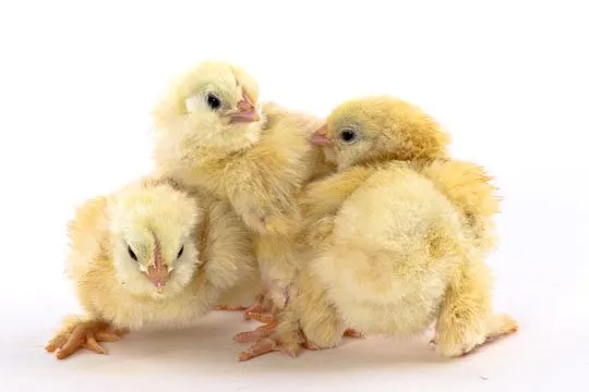 Baby Chicks: Salmon Faverolles