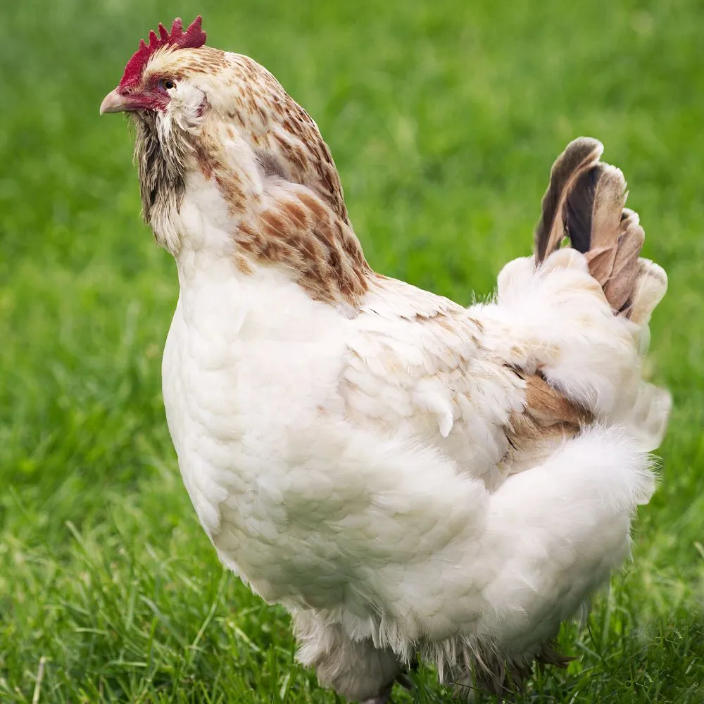 Baby Chicks: Salmon Faverolles