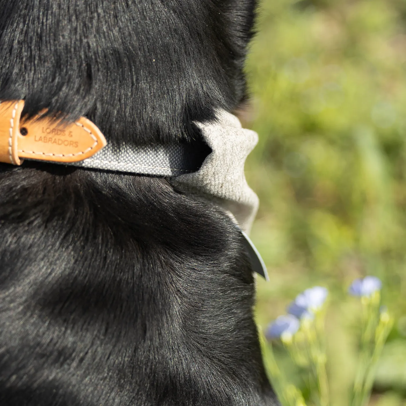 Bandana In Inchmurrin Ground by Lords & Labradors