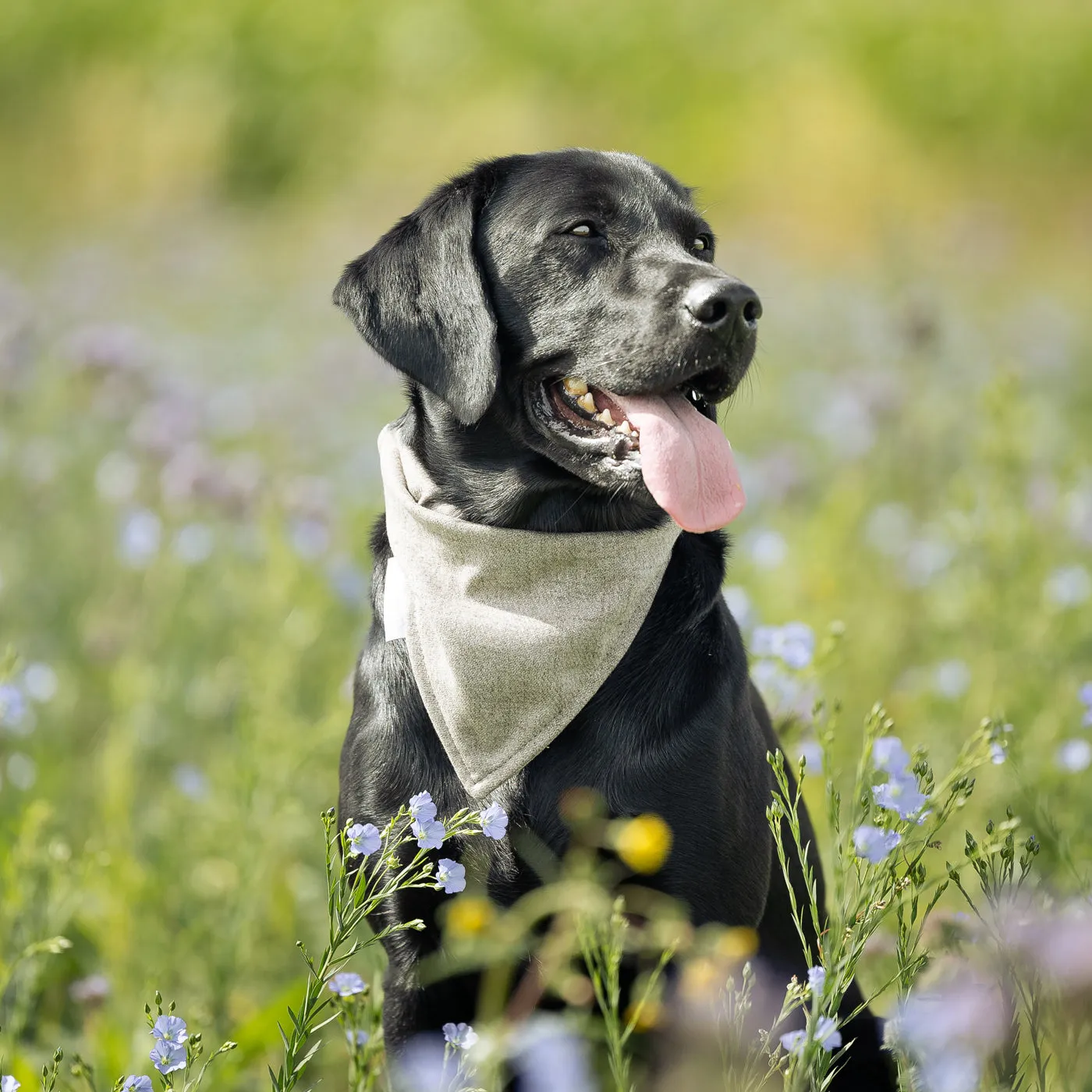 Bandana In Inchmurrin Ground by Lords & Labradors