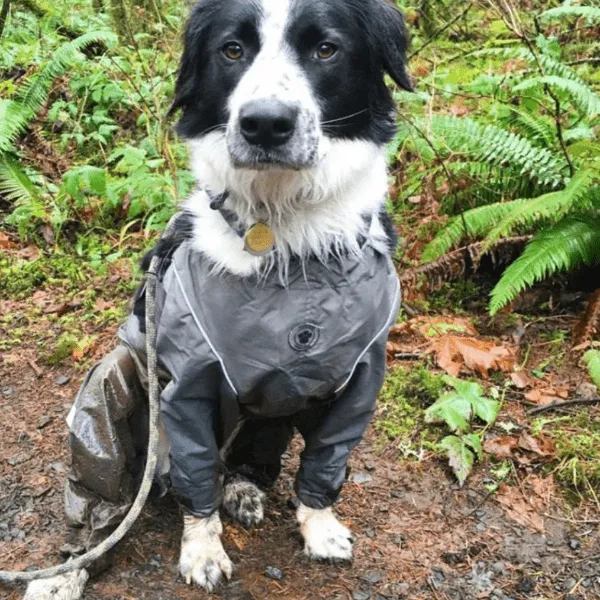 FouFouDog Bodyguard Dog Pants